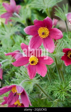 Nahaufnahme von Pulsatilla vulgaris Rubra eine tiefrote Frühlingsblüte, die voll winterhart ist und auch Pasque-Blume genannt wird Stockfoto