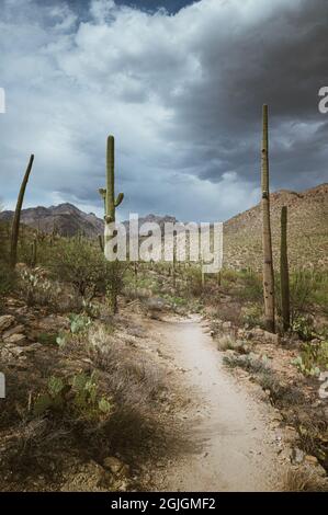 Saguaros neben dem Wanderweg in Sabino Canyon, Tucson Arizona Stockfoto