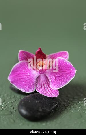 Spa Stones und Orchideenblume.Zen Stones. Massagestein. Steine und rosafarbene Orchideenblüten in Wassertropfen auf grünem Hintergrund. Stockfoto