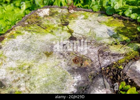 Ein verfaulter Schnitt eines Baumes, der mit Pilz und Schimmel in einer Lichtung bedeckt ist. Das Konzept, faule Bäume abzuschneiden. Nahaufnahme Stockfoto