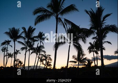 Kokospalmen und Mauna Kea bei Sonnenaufgang, von der Kukio-Resortgegend, der Kona-Küste, der Hawaii-Insel ( die große Insel ), den Hawaii-Inseln, den USA aus gesehen Stockfoto