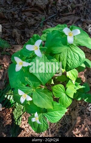 Issaquah, Washington, USA. WESTERN Trillium Wildblumen Stockfoto