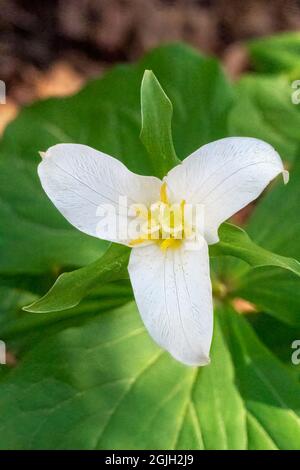 Issaquah, Washington, USA. Westliche Trillium Wildblume Stockfoto