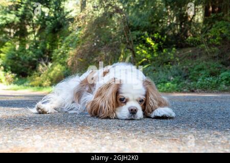 Issaquah, Washington, USA. Älterer Cavalier King Charles Spaniel, der sich auf einer Betoneinfahrt zurücklehnend. Stockfoto