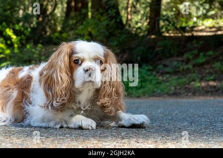 Issaquah, Washington, USA. Älterer Cavalier King Charles Spaniel, der sich auf einer Betoneinfahrt zurücklehnend. Stockfoto