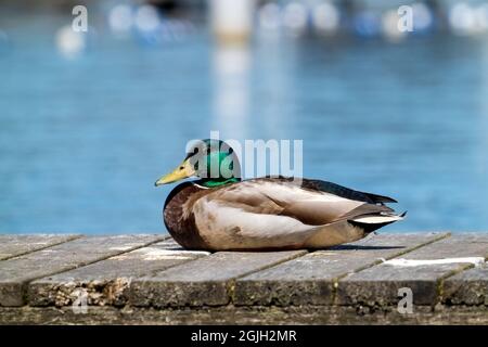 Issaquah, Washington, USA. Männliche Mallard-Ente, die auf einem Pier neben dem Lake Sammamish State Park sonnenbaden. Stockfoto