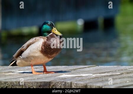 Issaquah, Washington, USA. Männliche Stockente, die auf einem Pier neben dem Lake Sammamish State Park steht. Stockfoto