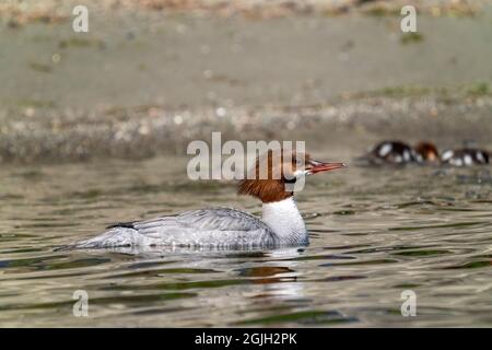 Issaquah, Washington, USA. Weibliche Merganser-Ente und ihre Enten schwimmen im Lake Sammamish State Park. Stockfoto