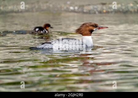 Issaquah, Washington, USA. Weibliche Merganser-Ente und ihre Enten schwimmen im Lake Sammamish State Park. Stockfoto