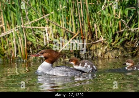 Issaquah, Washington, USA. Weibliche Merganser trägt einen ihrer Enten auf dem Rücken im Lake Sammamish State Park. Stockfoto