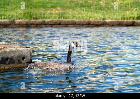 Issaquah, Washington, USA. Canada Goose planscht, während es im Lake Sammamish State Park ins Wasser landet. Stockfoto