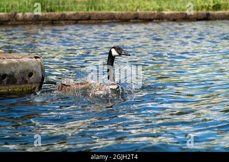 Issaquah, Washington, USA. Canada Goose planscht, während es im Lake Sammamish State Park ins Wasser landet. Stockfoto