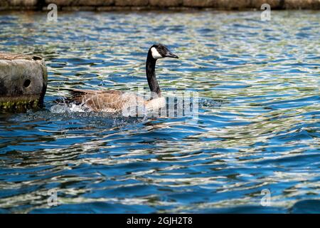 Issaquah, Washington, USA. Canada Goose planscht, während es im Lake Sammamish State Park ins Wasser landet. Stockfoto