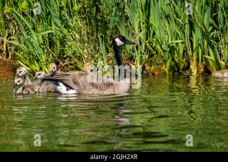 Issaquah, Washington, USA. Canada Goose und ihre Gänse schwimmen im Lake Sammamish State Park. Stockfoto