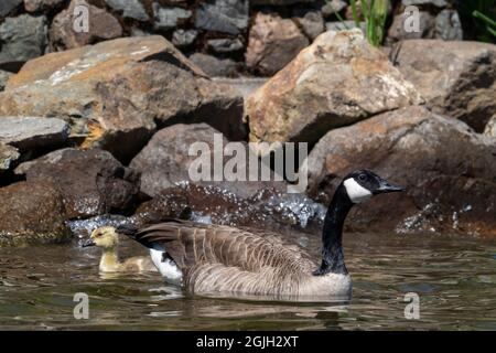 Issaquah, Washington, USA. Canada Goose und ihre Gänse schwimmen im Lake Sammamish State Park. Stockfoto