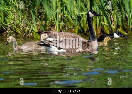 Issaquah, Washington, USA. Canada Goose und ihre Gänse schwimmen im Lake Sammamish State Park. Stockfoto