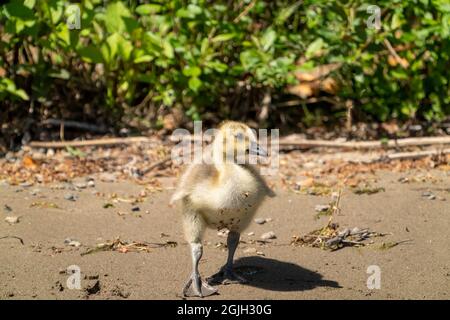 Issaquah, Washington, USA. Kanada Gänseküken beim Spaziergang am Ufer des Lake Sammamish im Lake Sammamish State Park. Stockfoto