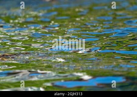 Issaquah, Washington, USA. Reflexionen im See am Lake Sammamish State Park. Stockfoto