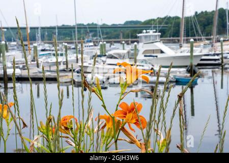 Belfast, Maine, USA. Orangene Taglilien wachsen neben dem Hafen von Belfast mit Booten im Hintergrund Stockfoto