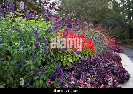 Ein Blumenbeet in den königlichen Farben Rot, Blau, Lila. Stockfoto