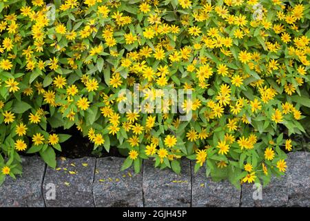 Melampodium paludosum 'showstar' Buttermarmelies. Stockfoto