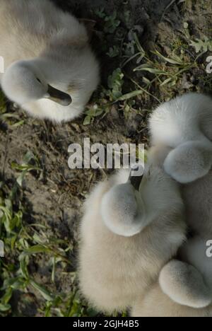 Eine Gruppe von flauschigen kleinen Enten, die sich in der Wildnis am Boden zusammendrängten Stockfoto