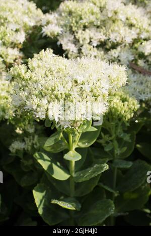 Hylotephium spectabile „Stardust“. Stockfoto