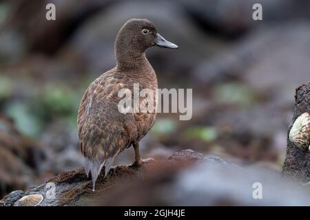 Campbell Island Teal (Ente) steht auf Felsen Stockfoto