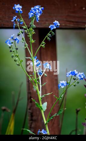 Zierliche Wildblumen klettern von der Terrasse im Hinterhof hoch Stockfoto