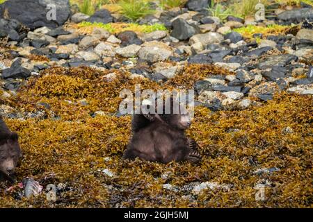 Baranof Island Brown Bear Stockfoto