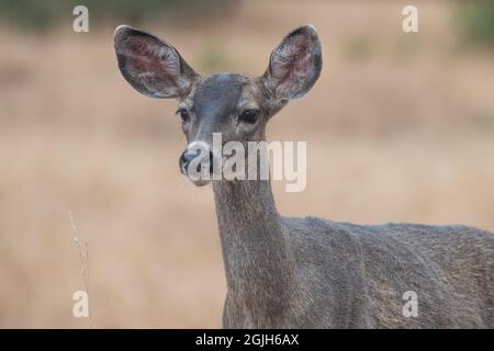 Ein Schwarzwillerhirsch (Odocoileus hemionus columbianus), der als Unterart von Maultierhirschen gilt, kommt in vielen westlichen USA vor. Stockfoto