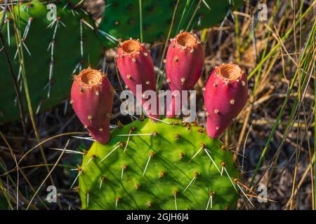 Rote Kaktusfeigen – Früchte wachsen auf dem Kaktus der Kakteen (Cactacea) in der Nähe von East Plum Creek, Castle Rock Colorado USA. Foto aufgenommen im August. Stockfoto