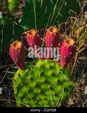 Rote Kaktusfeigen – Früchte wachsen auf dem Kaktus der Kakteen (Cactacea) in der Nähe von East Plum Creek, Castle Rock Colorado USA. Foto aufgenommen im August. Stockfoto