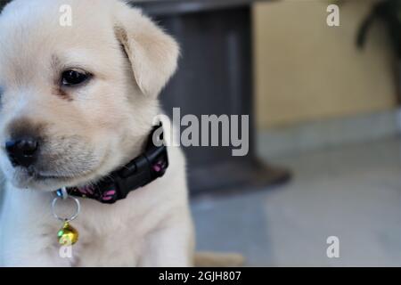 Niedliche Labrador Welpen Halbgesicht Stockfoto