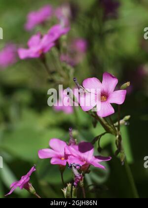 Konzentrieren Sie sich auf einzelne rosa Sorrel-Blüten, die in den Frühlingsfeldern blühen. Stockfoto