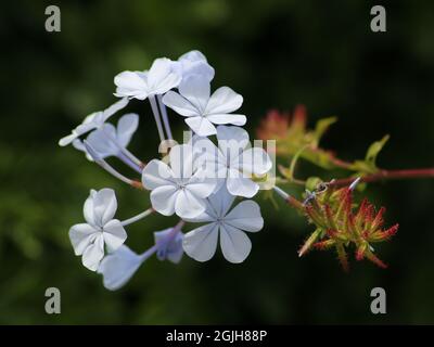 Haufen weißer Plumbago-Blüten vor dunklem Hintergrund Stockfoto