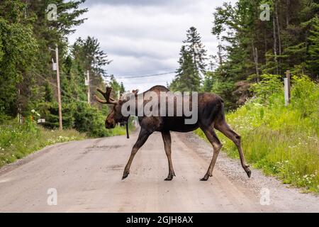 Ein Bullmoose überquert eine unbefestigte Straße am Waldrand in Homer, Alaska. Stockfoto