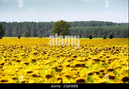 07. September 2021, Brandenburg, Rheinsberg/OT Braunsberg: Auf einem Feld in der Rheinsberger Landstraße wachsen fast erntefertige Sonnenblumen. Die Samen können geerntet werden, wenn die Samen fast schwarz sind und die Rückseite der Blume dunkelbraun bis fast schwarz ist. Foto: Soeren Sache/dpa-Zentralbild/ZB Stockfoto