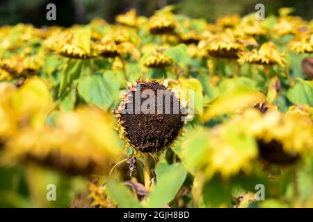 07. September 2021, Brandenburg, Rheinsberg/OT Braunsberg: Auf einem Feld in der Rheinsberger Landstraße wachsen fast erntefertige Sonnenblumen. Die Samen können geerntet werden, wenn die Samen fast schwarz sind und die Rückseite der Blume dunkelbraun bis fast schwarz ist. Foto: Soeren Sache/dpa-Zentralbild/ZB Stockfoto