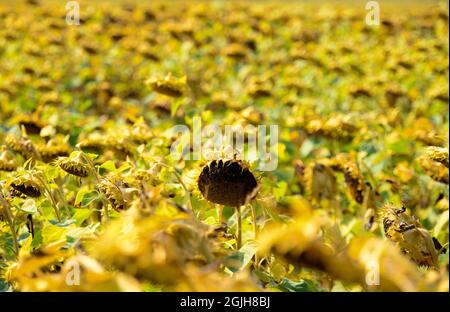 07. September 2021, Brandenburg, Rheinsberg/OT Braunsberg: Auf einem Feld in der Rheinsberger Landstraße wachsen fast erntefertige Sonnenblumen. Die Samen können geerntet werden, wenn die Samen fast schwarz sind und die Rückseite der Blume dunkelbraun bis fast schwarz ist. Foto: Soeren Sache/dpa-Zentralbild/ZB Stockfoto