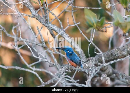 Azure Eisvögel thronten auf einem Baumzweig und beobachteten die Lagune Stockfoto