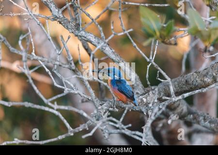 Azure Eisvögel thronten auf einem Baumzweig und beobachteten die Lagune Stockfoto