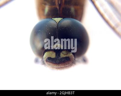 Schöne Libelle sitzt auf dem Boden. Makro-Bug-Fotografie Stockfoto