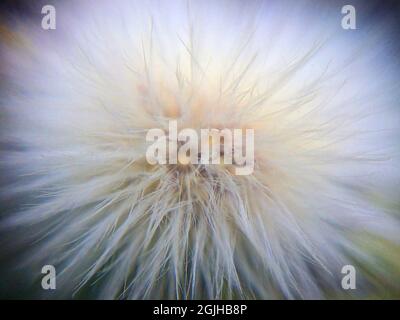 Hintergrund mit weißem Dandelion. Flauschige Blume Makro Foto Stockfoto