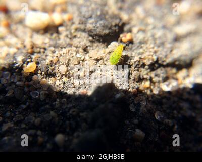 Kleiner grüner Käfer, der auf dem Boden sitzt. Makrofotografie Stockfoto