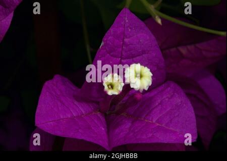 Eine Nahaufnahme einer Bougainvillea Blume (Bougainvillea Glabra) in meinem Garten in Ringwood, Victoria, Australien. Die lila 'Blütenblätter' sind modifizierte Blätter. Stockfoto