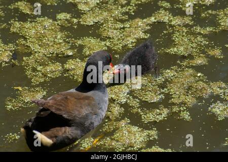 Fütterungszeit für dieses duschige Moorhen (Gallinula Tenebrosa) Küken an einem algenbedeckten Teich im Melbourne Zoo in Victoria, Australien. Stockfoto