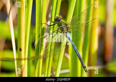 Weibliche grüne Darner-Drachenfliege auf Phragmite Stockfoto