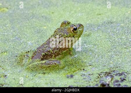 Junge amerikanische Bullfrog in einem Teich voller Entenklau Stockfoto
