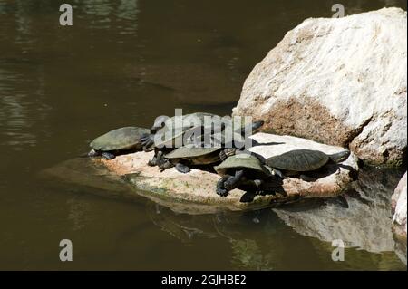 Diese Langhalsschildkröten (Chelodina longicollis) hatten eine Swinger-Party auf diesem Felsen im Teich des Melbourne Zoo in Victoria, Australien. Stockfoto